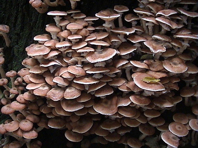 Uno spettacolo di Armillaria del 2002